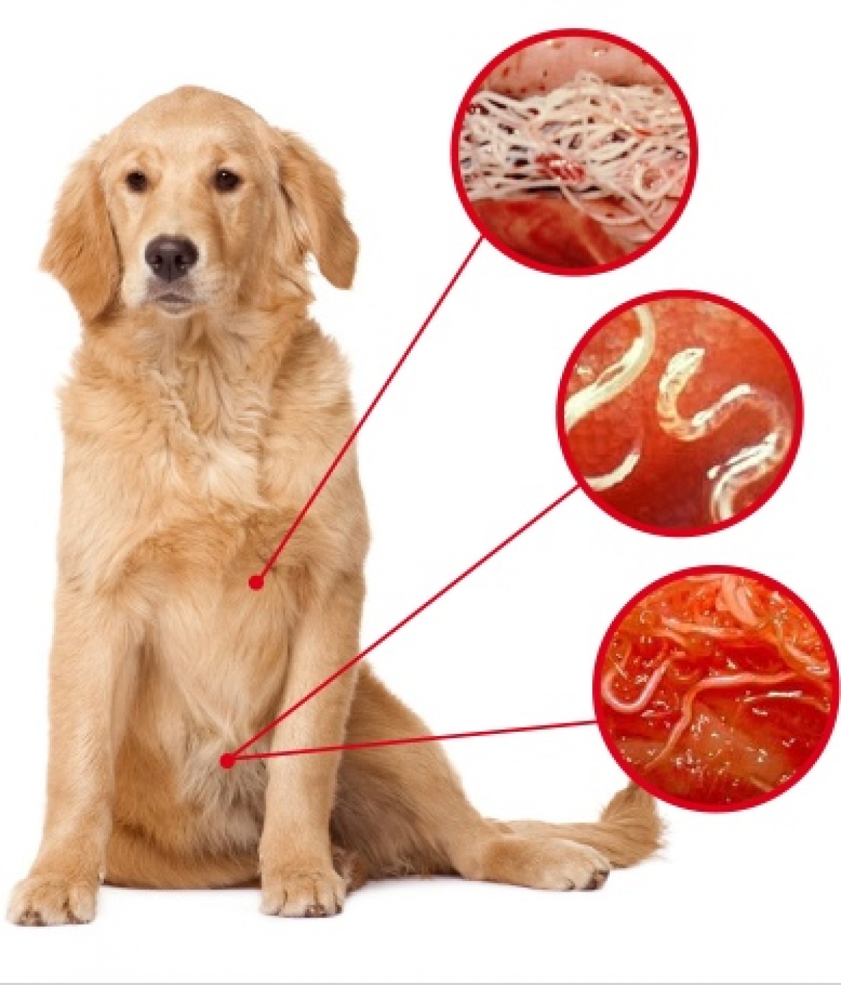 Собаке от глистов как часто. Дирофиляриоз симптомы у собак. Глистные инвазии дирофиляриоз.