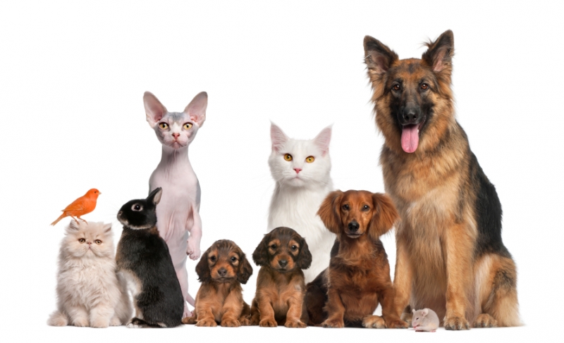 Опасность системной артериальной гипертензии у собак и кошек
